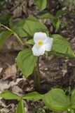 Large-flowering Trillium, Trillium grandiflorum