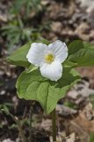 Large-flowering Trillium, Trillium grandiflorum