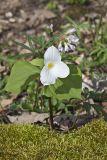 Large-flowering Trillium, Trillium grandiflorum