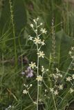 Mountain Deathcamas, Zigadenus elegans