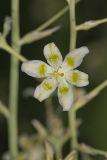Mountain Deathcamas, Zigadenus elegans