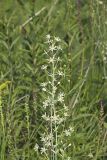 Mountain Deathcamas, Zigadenus elegans