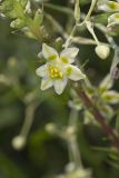Mountain Deathcamas, Zigadenus elegans