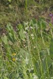 Mountain Deathcamas, Zigadenus elegans