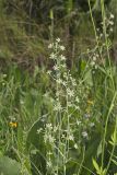 Mountain Deathcamas, Zigadenus elegans