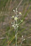 Mountain Deathcamas, Zigadenus elegans