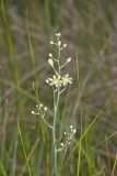 Mountain Deathcamas, Zigadenus elegans