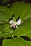 Nodding Trillium, Trillium Flexipes