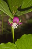 Nodding Trillium, Trillium Flexipes