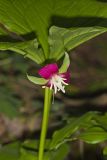 Nodding Trillium, Trillium Flexipes