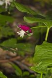 Nodding Trillium, Trillium Flexipes