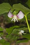 Nodding Trillium, Trillium Flexipes