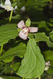 Nodding Trillium, Trillium Flexipes