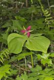Red Trillium, Trillium erectum