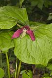Red Trillium, Trillium erectum