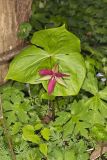 Red Trillium, Trillium erectum