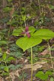 Red Trillium, Trillium erectum