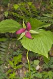 Red Trillium, Trillium erectum