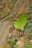 Red Trillium, Trillium erectum