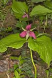 Red Trillium, Trillium erectum