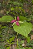 Red Trillium, Trillium erectum