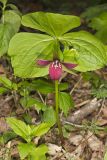 Red Trillium, Trillium erectum