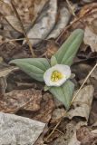 Snow Trillium, Trillium nivale
