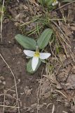 Snow Trillium, Trillium nivale