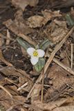 Snow Trillium, Trillium nivale