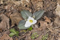Snow Trillium, Trillium nivale