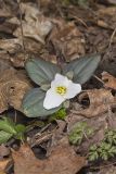 Snow Trillium, Trillium nivale