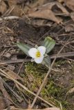 Snow Trillium, Trillium nivale