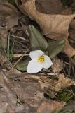 Snow Trillium, Trillium nivale
