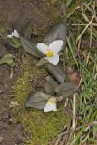Snow Trillium, Trillium nivale