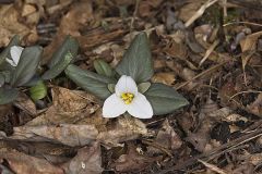 Snow Trillium, Trillium nivale