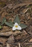 Snow Trillium, Trillium nivale