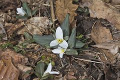 Snow Trillium, Trillium nivale
