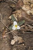 Snow Trillium, Trillium nivale