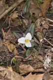 Snow Trillium, Trillium nivale