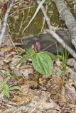 Toadshade Trillium, Trillium Sessile