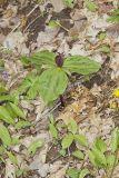 Toadshade Trillium, Trillium Sessile