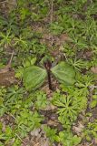 Toadshade Trillium, Trillium Sessile