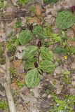 Toadshade Trillium, Trillium Sessile