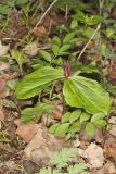 Toadshade Trillium, Trillium Sessile