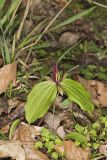 Toadshade Trillium, Trillium Sessile