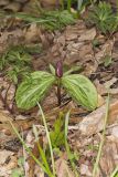 Toadshade Trillium, Trillium Sessile