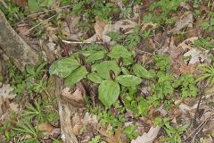 Toadshade Trillium, Trillium Sessile