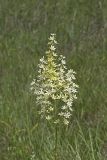 Virginia bunchflower, Melanthium virginicum