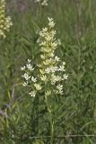Virginia bunchflower, Melanthium virginicum