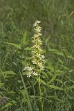 Virginia bunchflower, Melanthium virginicum